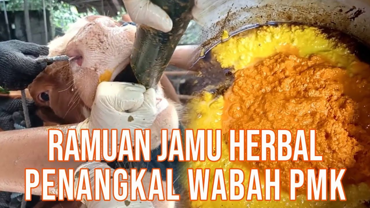 
                                 Jamu-Herbal-Cegah-PMK